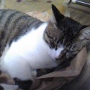 ネコちゃんず292日目
