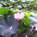 蓮池。
