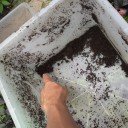 カブトムシの卵