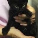 くろねこ・・・・