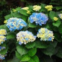 2011年7月30日（土）