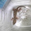 大人のウェブカム講座　“全裸のメスの視姦はお好き？”　の巻