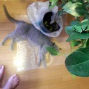 虫はもう飼うまいと思った１００の理由　“猛烈に疲れた１日の疲労倍増な幕引き”　の巻