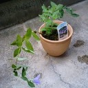 季節はずれと思いきや