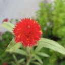 夏にKO