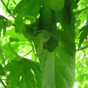 夏にKO