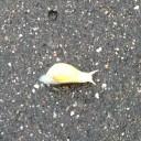 ニャンコ先生の御守をお供に秋保温泉