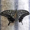 さらばアゲハ　“無計画なあたしと無鉄砲な君たち”　の巻