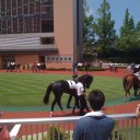 新潟で生競馬