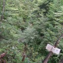 信濃常盤～白沢～餓鬼岳
