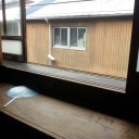 アホロートル