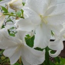 2011年8月16日（火）