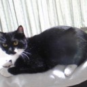 ネコちゃんず311日目