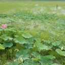 後手後手魂　“「暑いから！」やる気が出ないはずだったのに”　の巻
