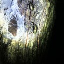 自由研究の昆虫標本とバナナトラップ