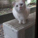 青緑黒CTGを調整してたら相殺独楽が抜けていた