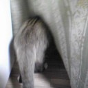 ネコちゃんず315日目