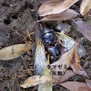 幻のクマゼミを求めて～蕨市民公園編～