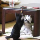 ねこカフェ