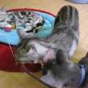 ねこカフェ