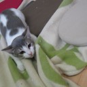 ねこカフェ