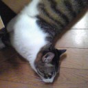 ネコちゃんず319日目