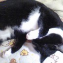 ネコちゃんず320日目