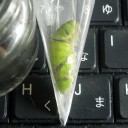 嗚呼駄目人間生体見本の悲しみと苦しみ　“未だにauに行けていないくせに”　の巻