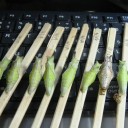 押したり上げたり叩いたり　“遠隔操作の限界に挑戦！”　の巻