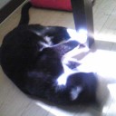 ネコちゃんず323日目