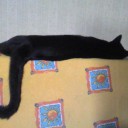 ネコちゃんず323日目その２