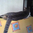 ネコちゃんず324日目