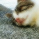 豚に真珠、猫にフナ虫
