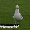 個人的に徳島萌え、なので