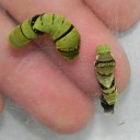 じわじわくる　“人の不幸は蜜の味”　の巻