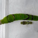 じわじわくる　“人の不幸は蜜の味”　の巻