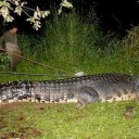 体重1トン超の巨大ワニ捕獲＝フィリピン