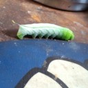 尻尾のアンテナが目印　“もしも閣下が「この気持ちの悪い青虫めっ！」とオオスカシバを踏み潰すような人だったら”　の巻