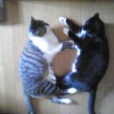 ネコちゃんず334日目その２
