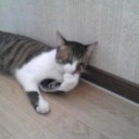 ネコちゃんず337日目