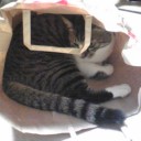 ネコちゃんず338日目