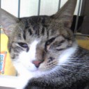 ネコちゃんず341日目