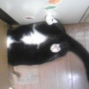 ネコちゃんず344日目