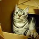 ねこの朝鳴き