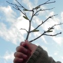 必殺蛹棒！　“めだかの小売始めました”編