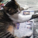 ネコちゃんず351日目
