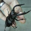 ノコギリクワガタが今頃活動