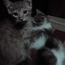 ねこねこねこ