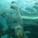日本平動物園