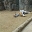 日本平動物園